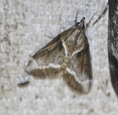 Otiophora leucura