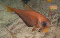 Pempheris compressa
