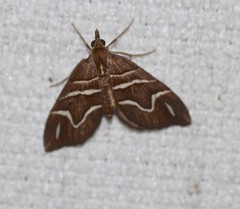 Chaetolopha leucophragma