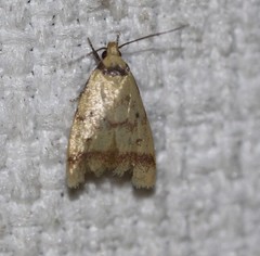 Heteroteucha anthodora