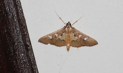 Glyphodes