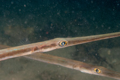 Fistularia commersonii