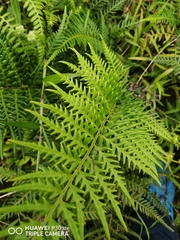 Pityrogramma calomelanos aureoflava