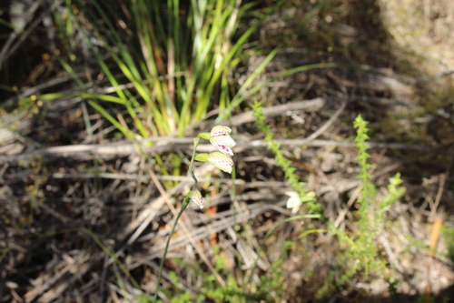 Image of Thelymitra cucullata by (c) Em Lamond, some rights reserved (CC BY)