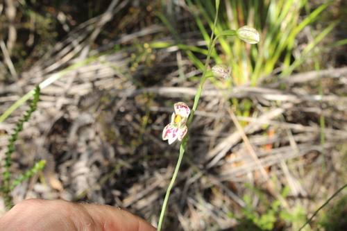 Image of Thelymitra cucullata by (c) Em Lamond, some rights reserved (CC BY)