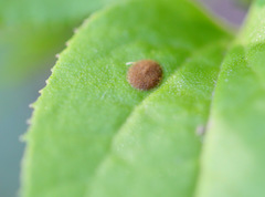 Eriococcus
