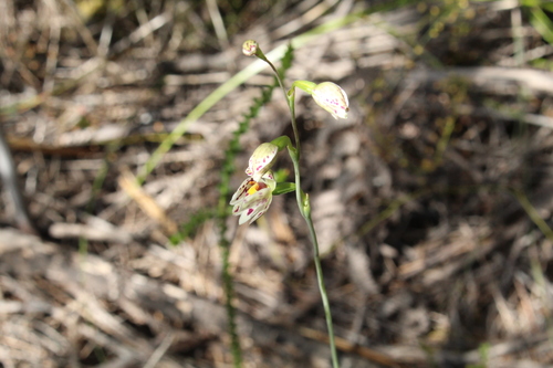 Image of Thelymitra cucullata by (c) Em Lamond, some rights reserved (CC BY)