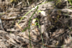 Thelymitra cucullata