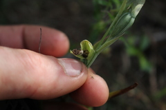 Calochilus uliginosus