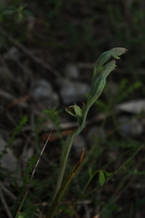 Calochilus uliginosus