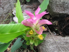 Curcuma australasica