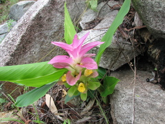 Curcuma australasica