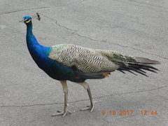 Pavo cristatus