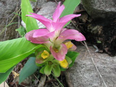 Curcuma australasica