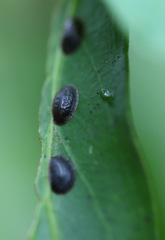 Coccinae