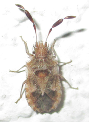 Phricodus hystrix