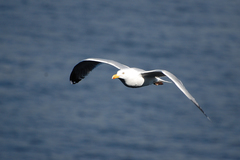 Larus argentatus