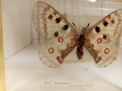 Parnassius