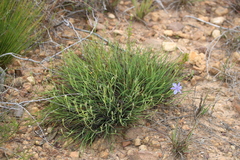 Aristea dichotoma