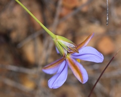 Aristea dichotoma