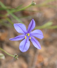 Aristea dichotoma