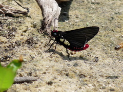 Mysarbia sejanus