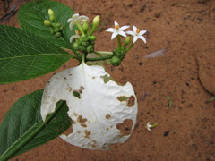 Coelospermum decipiens