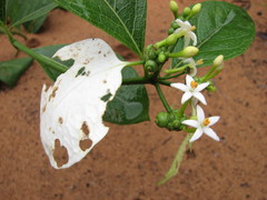 Coelospermum decipiens