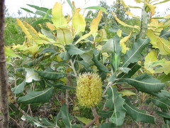 Banksia robur