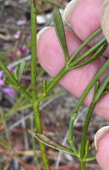 Boronia spathulata