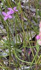 Boronia spathulata