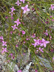 Boronia spathulata