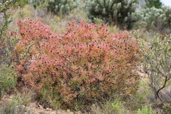Leucadendron glaberrimum erubescens