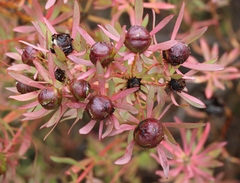 Leucadendron glaberrimum erubescens