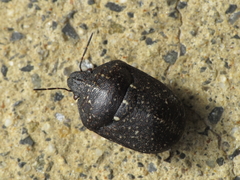 Psacasta exanthematica