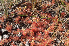 Drosera roseana