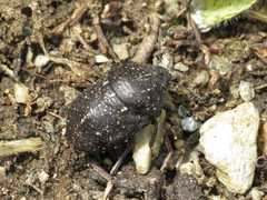 Psacasta exanthematica