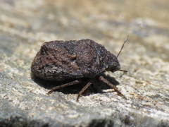 Psacasta tuberculata
