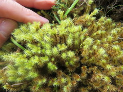 Breutelia chrysocoma