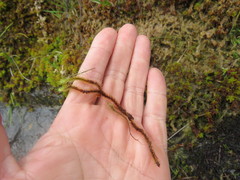 Breutelia chrysocoma