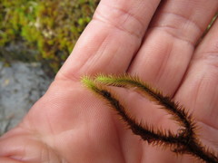 Breutelia chrysocoma