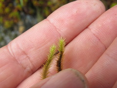 Breutelia chrysocoma