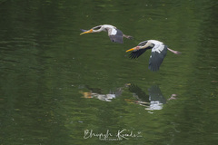 Mycteria leucocephala