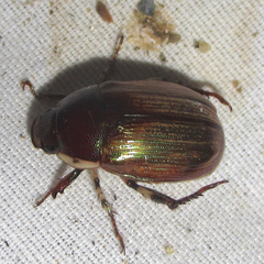 Callistethus marginatus