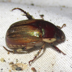 Callistethus marginatus