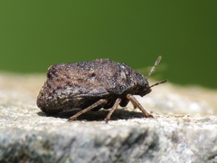 Psacasta tuberculata