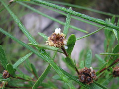 Asteromyrtus lysicephala
