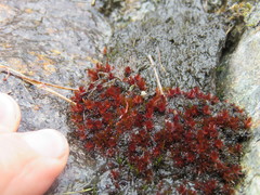 Ptychostomum pallens