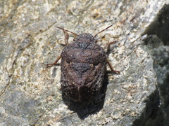 Psacasta tuberculata