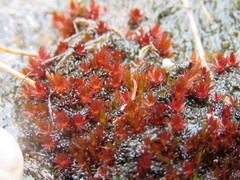 Ptychostomum pallens